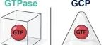 mLife | GTP循环蛋白（GCP）：别构门控的古老参与者