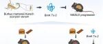 iMetaMed | 南中医曹鹏组-解析蝎毒来源细胞穿膜肽调控肝脏脂质代谢的分子机制