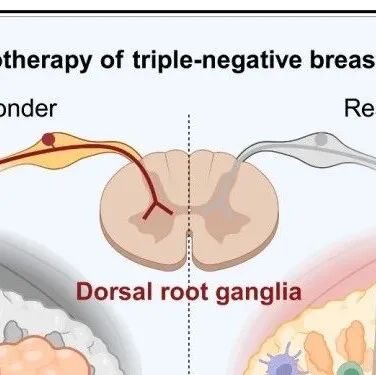 复旦大学江一舟/邵志敏/倪金飞最新Cell