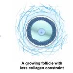 老药新用的生育奇迹，香港大学最新Science