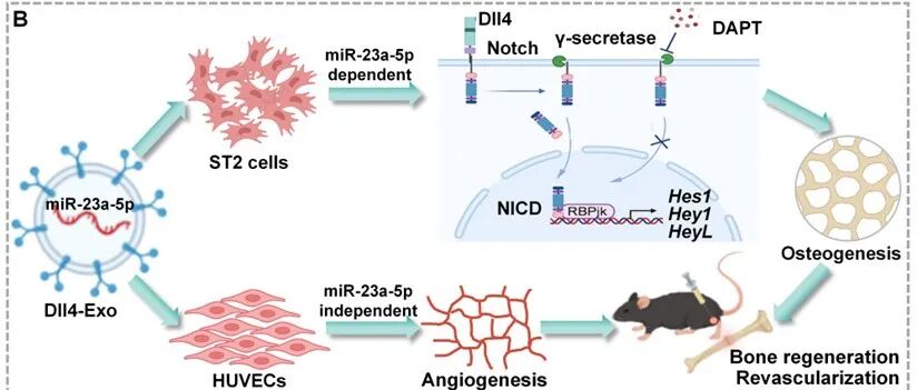 Theranostics｜重庆医科大学涂小林/李贤团队：负载Dll4的工程化骨细胞外泌体通过促进成骨与血管新生加速骨折愈合
