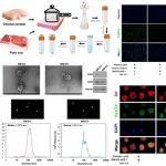 npj Science of Food｜四川农业大学朱砺教授团队：熟肉来源的细胞外囊泡通过ssc-miR-1/PI3K/AKT通路诱导肝细胞代谢紊乱