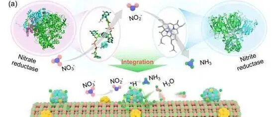Angewandte Chemie | 自然酶启发的“双人舞”：新型纳米酶实现高效绿氨合成