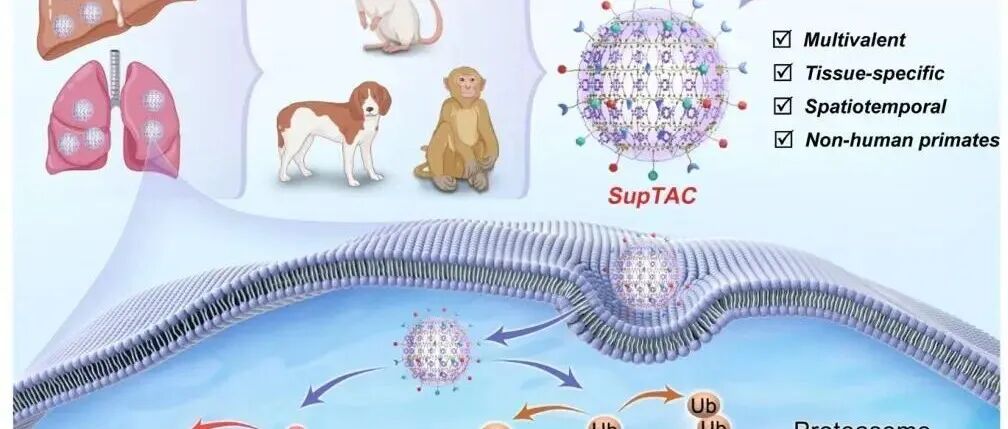 Cell | 蛋白质降解新突破！超分子靶向嵌合体实现时空精准蛋白降解