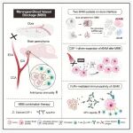 【前沿进展】Cell | 张弩/白凡团队合作揭示脑膜血管栓塞对胶质母细胞瘤的免疫激活作用