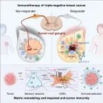 【前沿进展】Cell | 江一舟/邵志敏/倪金飞/肖毅团队揭示感觉神经“指挥”肿瘤基质重塑，为三阴性乳腺癌精准免疫治疗提供新思路