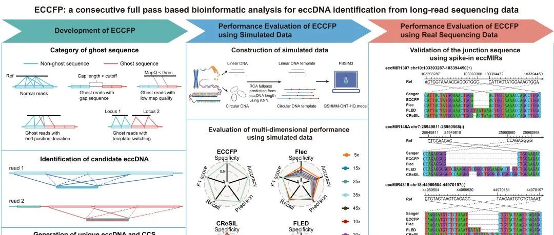 iMetaOmics | 赣南医科大学万绍贵组-染色体外环状DNA生信分析方法