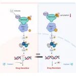 Cell子刊 | 南京大学庄君龙等团队发现驱动膀胱癌的转移与化疗耐药的调控新机制