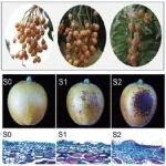 广东省农业科学院果树研究所在植物科学领域知名期刊上发表研究成果，揭示黄皮抗日灼新机制