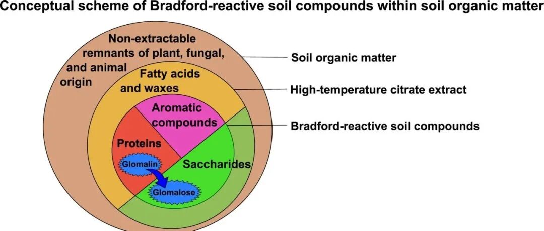 综述文章丨SOIL BIOL BIOCHEM：球霉菌素相关土壤蛋白作为丛枝菌根真菌指标并与土壤健康相关的功能局限性