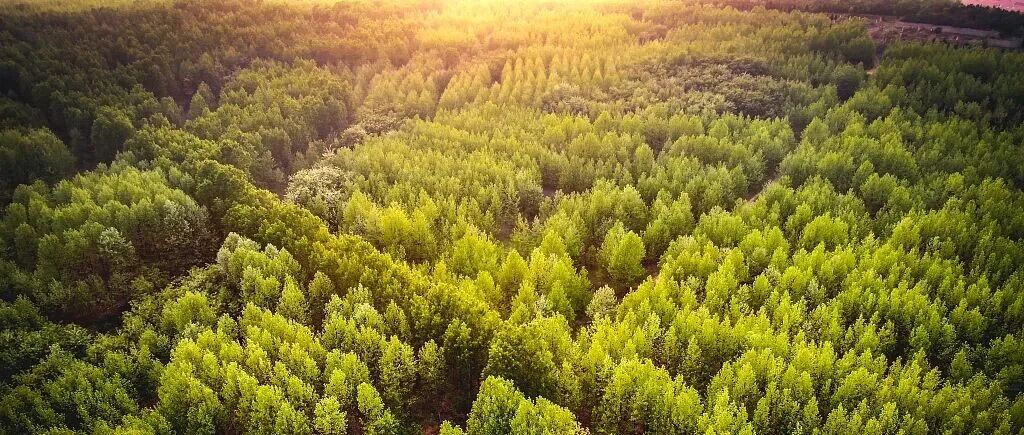 《自然 · 通讯》：为全球森林提供气候融资