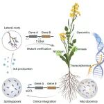 Nature Plants | 西南大学李楠楠课题组联合国内外团队揭示根际微生物调控油菜氮素高效率利用的作用机制
