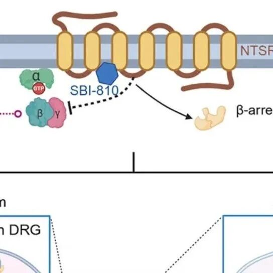 Cell+Nature | 告别成瘾性止痛药：纪如荣团队开辟安全镇痛的全新疆界