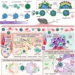 ACS Nano | 南京大学宋玉君等团队研究设计相分离工程化纳米马达双靶向脾-肿瘤以逆转T细胞耗竭
