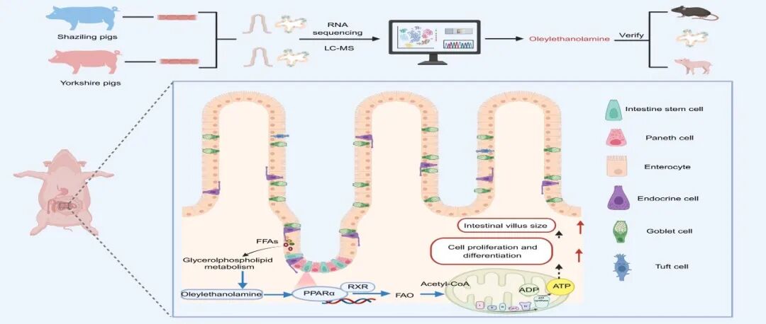 iMetaOmics | 湖南师大杨焕胜组-解析肠上皮绒毛尺寸的调控机制