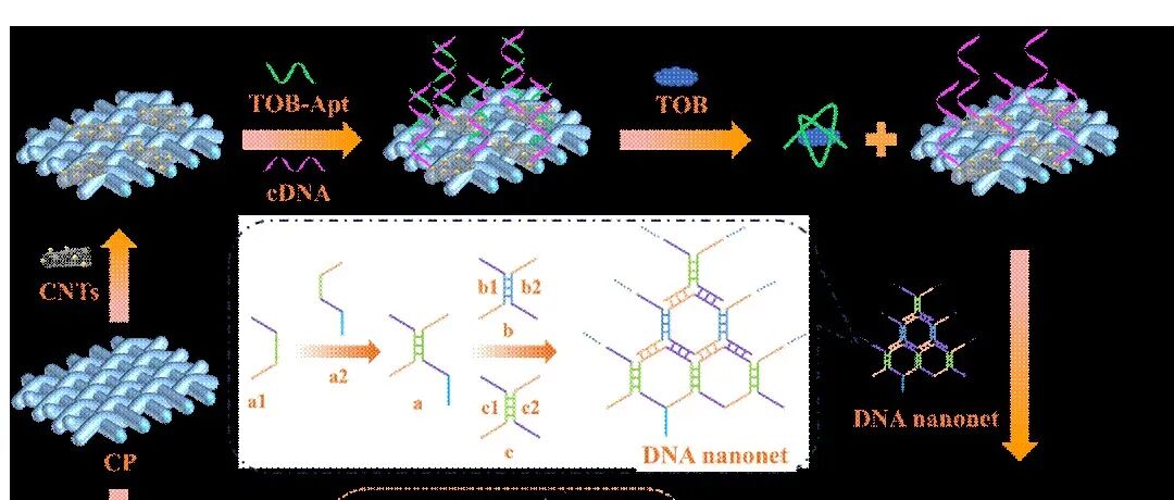 ACS Sens. | 纳米酶自供能生物传感器实现TOB超灵敏检测