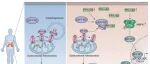 Autophagy | 华中科技大学章小平等发现PRKAB2作为肾细胞癌中的肿瘤抑制因子