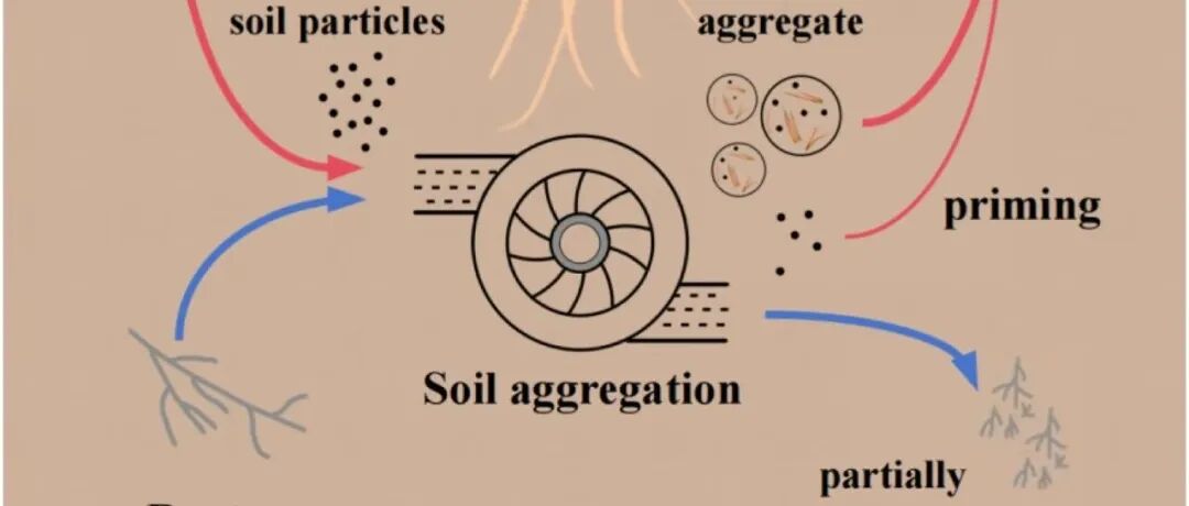 滨海盐沼地固碳丨SOIL BIOL BIOCHEM：在沿海湿地互花米草入侵过程中，地上部分凋落物在土壤有机碳积累方面超过了根系输入