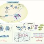 Cell\u00A0Death &\u00A0Differ | 陆军军医大学肖卫东等团队发现克服乳腺癌铂类耐药的新策略