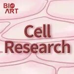 Cell Research |\u00A0胚胎干细胞“弃卒保帅”的永生智慧——不对称分裂
