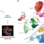 Nature | 从婴幼儿到百岁：翁志平等团队通过单细胞多组学描绘前额叶的衰老图谱