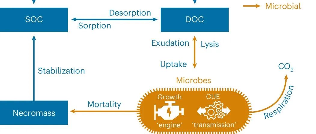全球尺度验证丨NAT ECOL EVOL：微生物生长速率比碳利用效率更能预测土壤有机碳含量