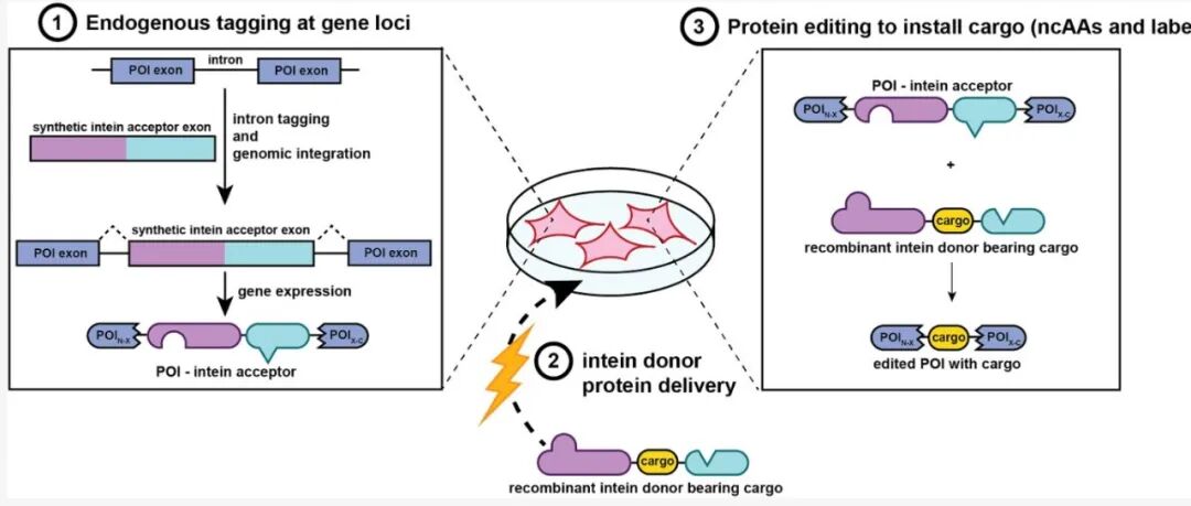 跨越新的台阶！2篇《Science》实现“蛋白质编辑”