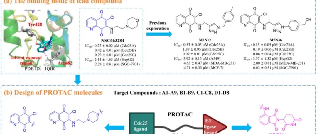 山东大学团队开发首个靶向Cdc25磷酸酶的PROTAC降解剂