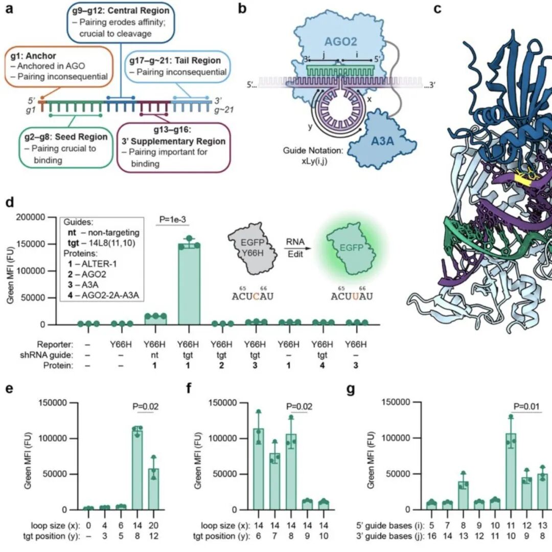 人源AGO融合脱氨酶靶向编辑RNA