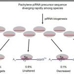 Nature | 精子发育的“质量控制员”，粗线期piRNA被赋予精子发生新角色