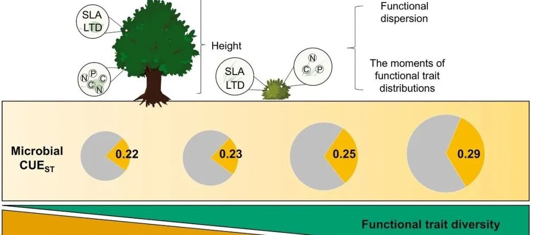 土壤化学计量丨SOIL BIOL BIOCHEM：林冠层与林下层的功能性状多样性提升了亚热带人工林土壤中微生物碳利用效率