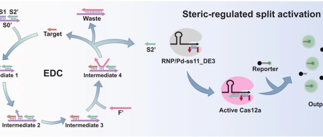 Nucleic Acids Res. |通过拆分激活剂并延伸激活剂末端，实现对CRISPR/Cas12a反式切割动力学的调控