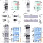 Adv Sci | 北京中医药大学吴嘉瑞等团队开发阻滞乳腺癌进展的潜在新策略