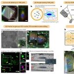研究进展：冷冻电镜-冷冻聚焦离子束FIB制样 | Nature Protocols
