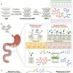 上海交通大学刘尽尧等团队合作最新Nature子刊