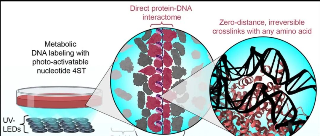 Cell | 解密DNA的“朋友圈”：拍摄活细胞DNA的“分子接触快照”，“零距离”交联技术绘制出超千种蛋白质的直接DNA接触图谱