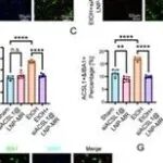Adv Sci | 中国医科大学王华芹等团队发现酒精使用障碍认知功能障碍的调控新机制