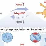 Cell Res | 磁转溶酶体，力挽巨噬：同济大学成昱等团队用“纳米马达+旋转磁场”开辟物理免疫抗癌新范式