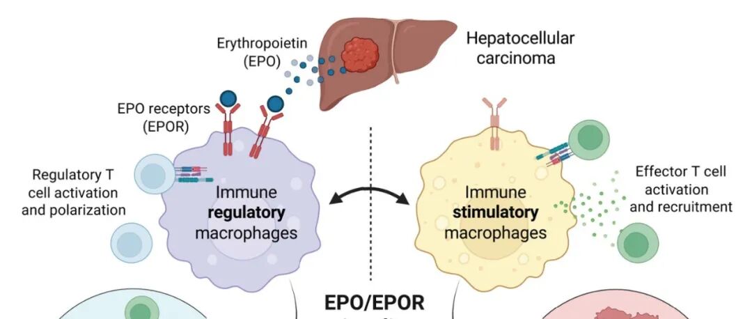 《Nature》+《Science》！从贫血激素到免疫总开关：EPO/EPOR轴在肿瘤逃逸与免疫耐受中的双重革命