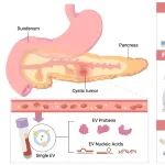 ACS Nano Medicine |\u00A0悉尼科技大学朱瑛团队:\u00A0单个外泌体分析为胰腺癌早期检测打开新窗口