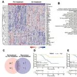 Lancet子刊 | 多组学揭示食管鳞癌双免联合放化疗疗效预测标志物