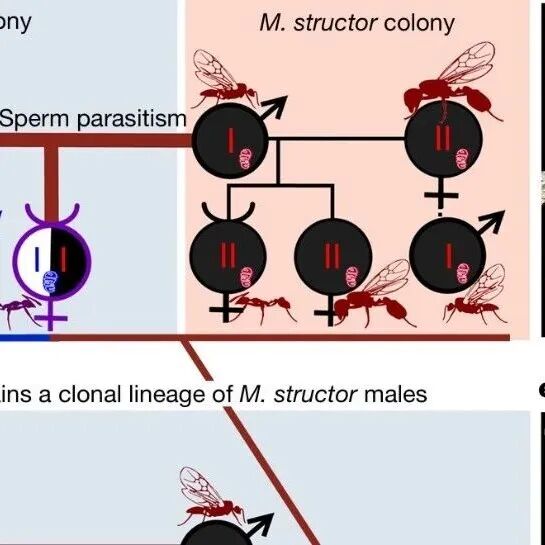 一只蚂蚁妈妈竟能生出两个不同物种的后代！《Nature》揭示蚂蚁界的“跨物种克隆”奇迹
