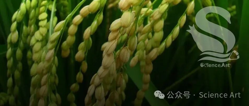 Science Art科研绘图业务：地球不爆炸不放假，宇宙不重启不休息！