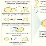 Int J Pharm X｜昆明医科大学第二附属医院叶春伟团队：用于癌症治疗的工程化外泌体——修饰技术与亚细胞靶向策略：综述