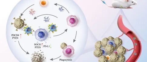 J Extracell Vesicles｜江南大学黄朝晖团队：一种靶向肿瘤相关巨噬细胞和肿瘤细胞的双纳米抗体工程化牛奶细胞外囊泡纳米药物用于肿瘤治疗