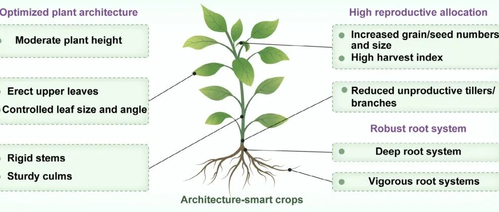 Microbial Biotechnology | 贾保磊/陈焕-根际微生物群落在塑造作物理想株型中的作用