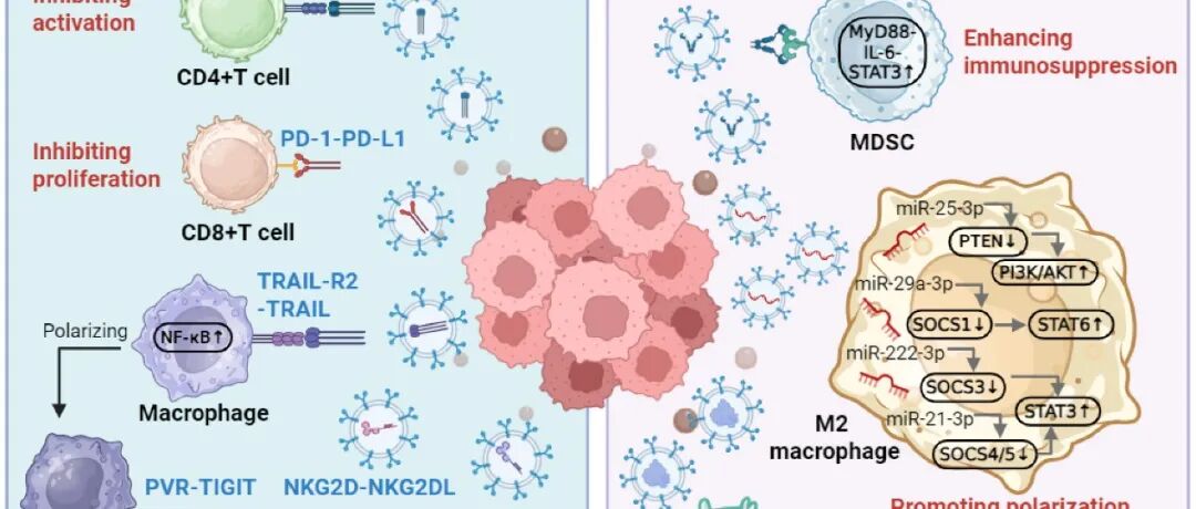Molecular Cancer｜浙江大学附属第二医院邹泓教授团队：肿瘤来源细胞外囊泡介导的免疫代谢重编程与免疫治疗抵抗机制
