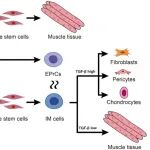 Sci Adv | 南方医科大学费继锋等团队发现再生的“细胞重编程”开关：蝾螈肌肉干细胞在断尾后重返胚胎状态，TGF-β信号决定其变身方向