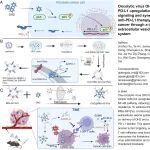 J Immunother Cancer｜华中科技大学夏启东/王少刚/管维：溶瘤病毒OH2上调PD-L1表达并借助靶向EVs递送系统与抗PD-L1疗法协同治疗前列腺癌