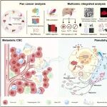 【前沿进展】Nat Cell Biol | 邝栋明/魏瑗/劳向明团队揭示中性粒细胞“递送”线粒体，塑造肿瘤干细胞伪缺氧状态驱动转移
